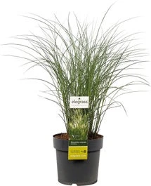 Chinees Riet (Miscanthus Sinensis 'Kleine Silberspinne') D 19 H 30 Cm