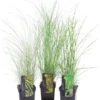 Chinees Riet (Miscanthus Sinensis 'Morning Light') D 23 H 40 Cm -Tuinplanten Winkel 8720879236455 0