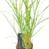 Chinees Riet (Miscanthus Sinensis 'Strictus') D 23 H 40 Cm 1 Chinees Riet (Miscanthus Sinensis 'Strictus') D 23 H 40 Cm -Tuinplanten Winkel 8720879236486 0 1