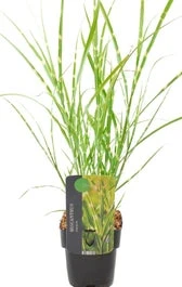 Chinees Riet (Miscanthus Sinensis 'Strictus') D 23 H 40 Cm