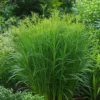 Vingergras (Panicum Virgatum 'Northwind') D 9 H 15 Cm 1 Vingergras (Panicum Virgatum 'Northwind') D 9 H 15 Cm -Tuinplanten Winkel 8720879236578 0 1 1