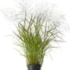 Vingergras (Panicum Virgatum 'Squaw') D 23 H 40 Cm -Tuinplanten Winkel 8720879236615 0