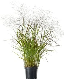 Vingergras (Panicum Virgatum 'Squaw') D 23 H 40 Cm