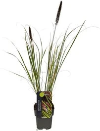 Lampenpoetsersgras (Pennisetum Alopecuroides 'Viridescens') D 28 H 60 Cm