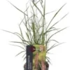 Lampenpoetsersgras (Pennisetum Orientalis 'Karley Rose') D 23 H 40 Cm -Tuinplanten Winkel 8720879236738 0