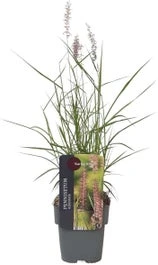 Lampenpoetsersgras (Pennisetum Orientalis 'Karley Rose') D 23 H 40 Cm 3 Lampenpoetsersgras (Pennisetum Orientalis 'Karley Rose') D 23 H 40 Cm