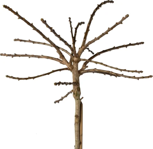 Japanse Notenboom (Ginkgo Bil. 'Mariken') D 28 H 160 Cm -Tuinplanten Winkel 8720879744486 1 gingo biloba Mariken 120