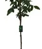 Notenboom (Juglans Reg. 'Lara') D 28 H 200 Cm -Tuinplanten Winkel 8720879744523 0 Juglans reg. Lara