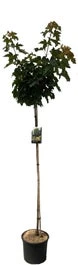 Bolesdoorn (Acer Platanoides 'Globosum') D 28 H 190 Cm