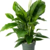 Beautanic Lifestyle Lepelplant (Spathiphyllum 'Sweet Sebastiano') D 27 H 110 Cm -Tuinplanten Winkel 8720938550133 0
