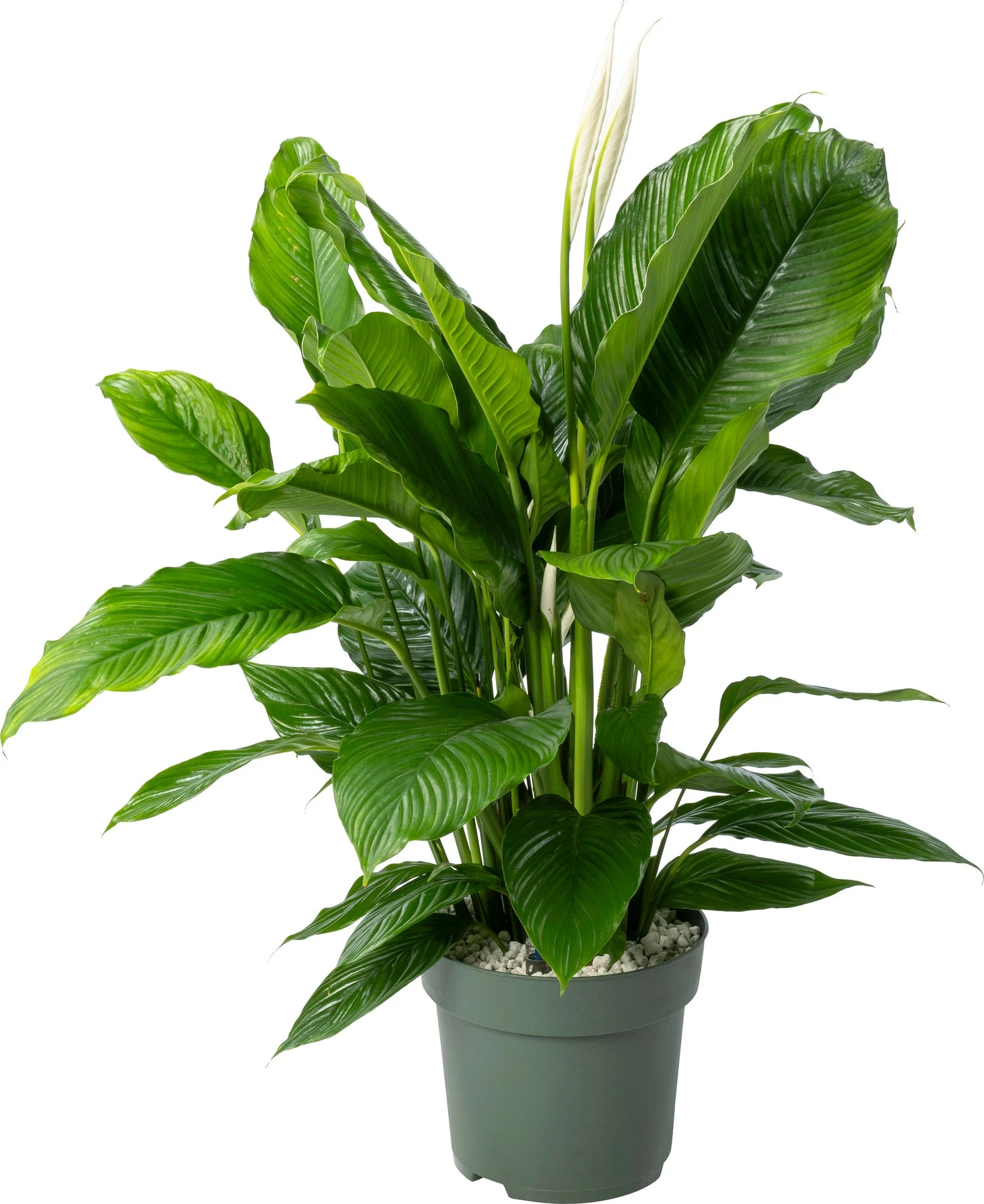 Beautanic Lifestyle Lepelplant (Spathiphyllum 'Sweet Sebastiano') D 27 H 110 Cm 3 Beautanic Lifestyle Lepelplant (Spathiphyllum 'Sweet Sebastiano') D 27 H 110 Cm