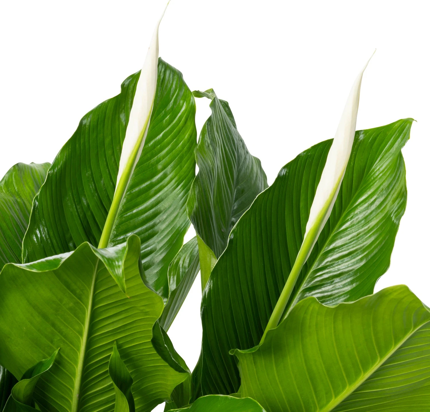 Beautanic Lifestyle Lepelplant (Spathiphyllum 'Sweet Sebastiano') D 27 H 110 Cm 4 Beautanic Lifestyle Lepelplant (Spathiphyllum 'Sweet Sebastiano') D 27 H 110 Cm - Afbeelding 2