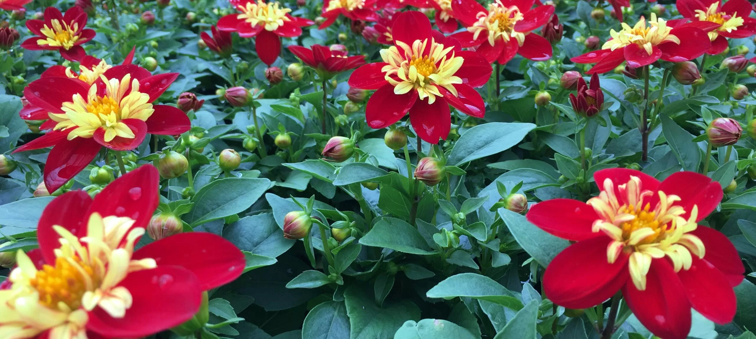 Tuinplanten Winkel -Tuinplanten Winkel Eenjarige scaled 1