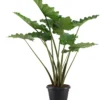 Olifantsoor (Alocasia 'Portodora') D 35 H 120 Cm 1 Olifantsoor (Alocasia 'Portodora') D 35 H 120 Cm -Tuinplanten Winkel alocasia portadora 35 zonder etiket