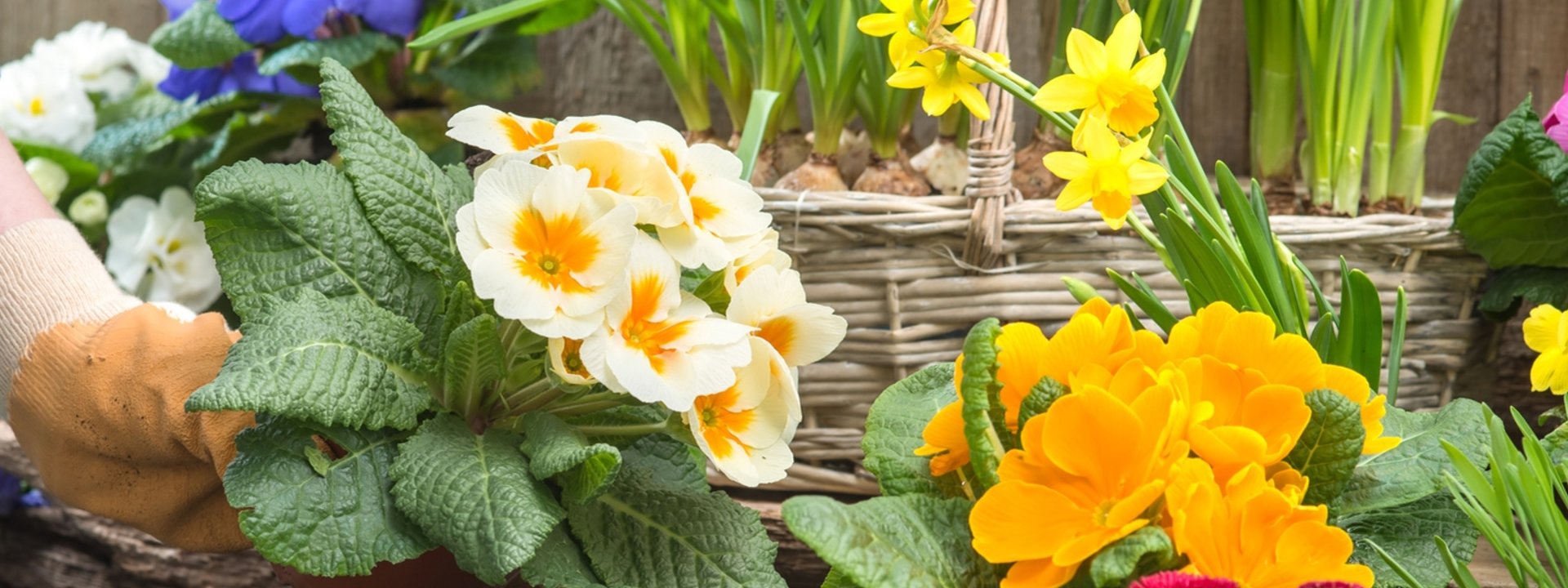 Tuinplanten Winkel -Tuinplanten Winkel header picture 641b2f3369fd2 n