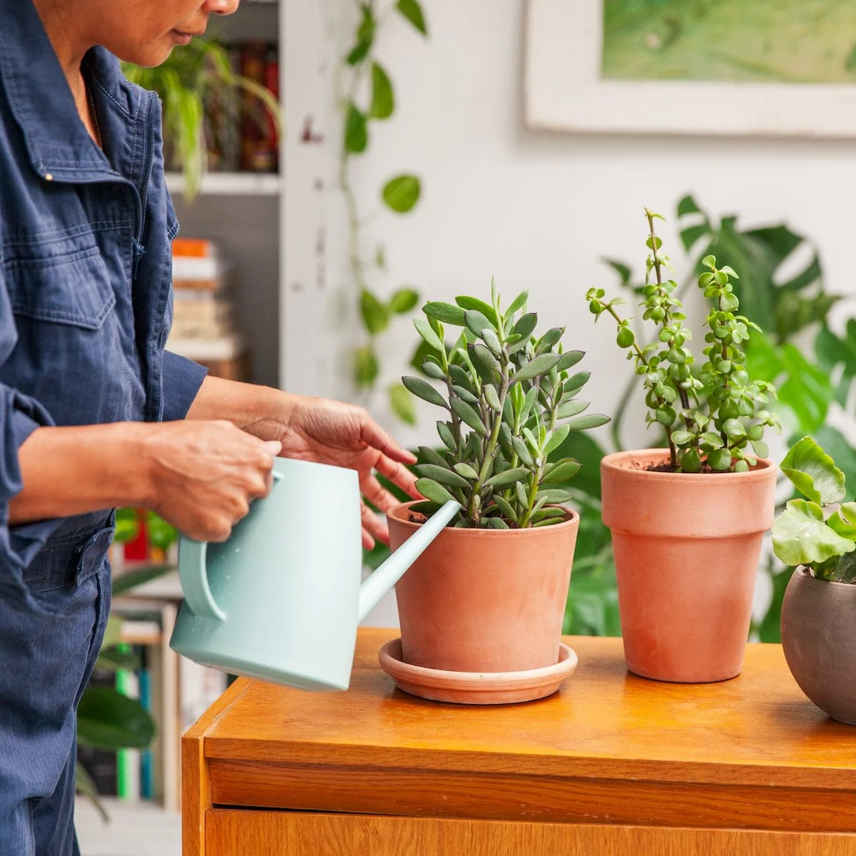 Tuinplanten Winkel -Tuinplanten Winkel kamerplanten water geven