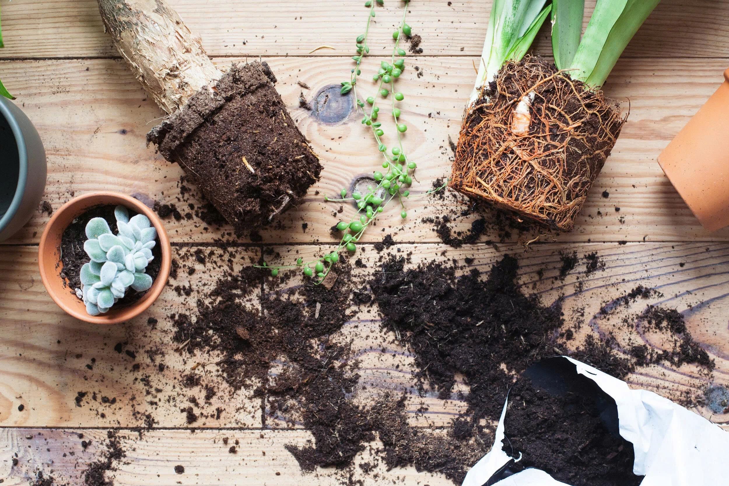 Tuinplanten Winkel -Tuinplanten Winkel z7236328969983 a7489c0b078a892081d80f34e16c7761 min